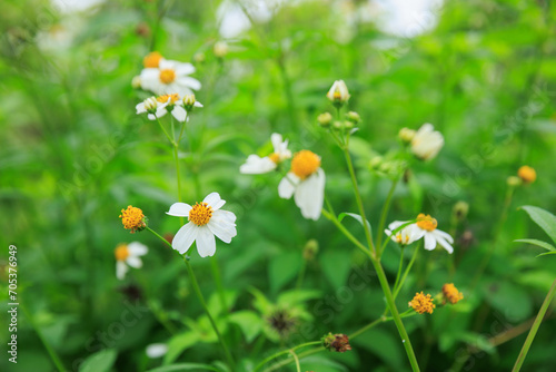 Beautiful little white bidens pilosa flowers blooming in spring © lzf