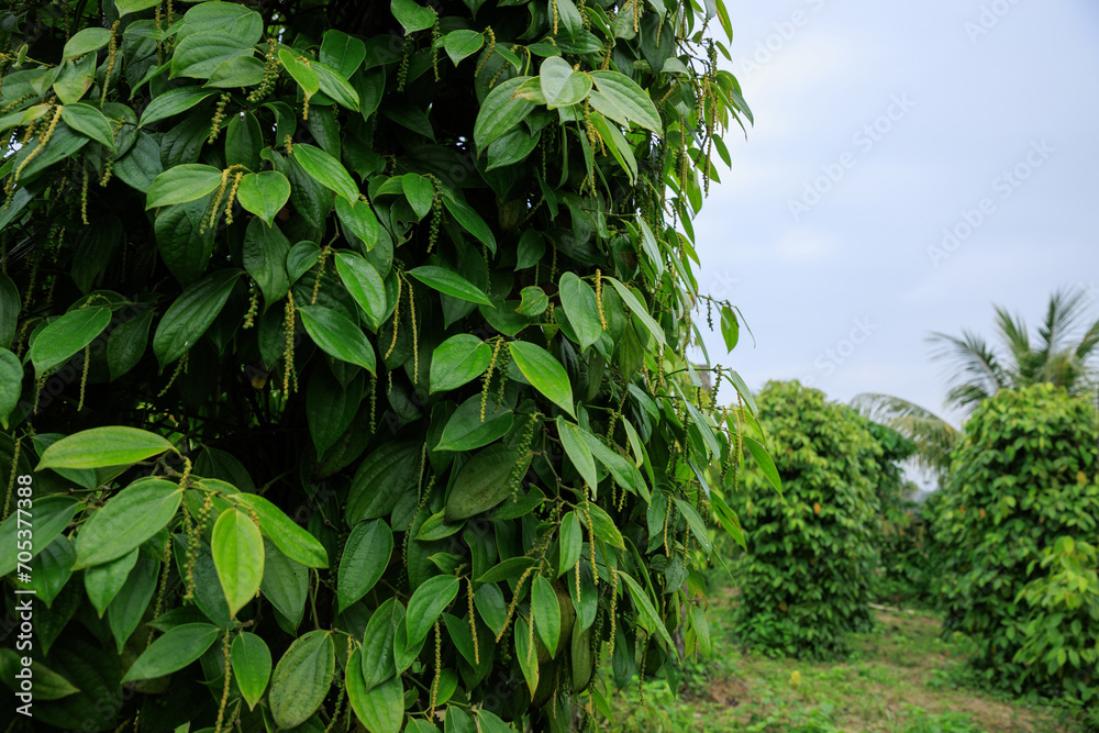 Obraz premium Black pepper fruits grow on tree in garden