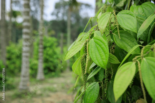 Black pepper fruits grow on tree in garden