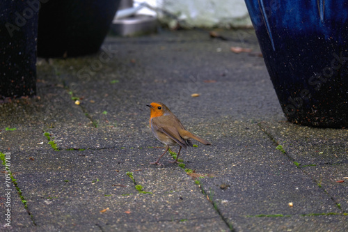 Vibrant Robin Amidst Blue Plant Pots: A captivating photograph showcasing a colorful robin standing gracefully between vibrant blue plant pots.
