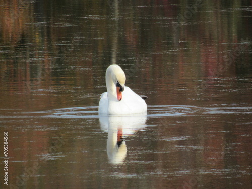 Fototapeta Naklejka Na Ścianę i Meble -  swan on the lake