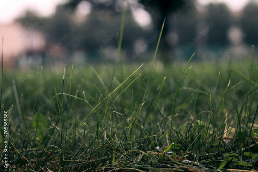 grass in the rain