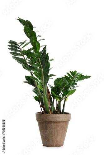 Green plant in pot on white background