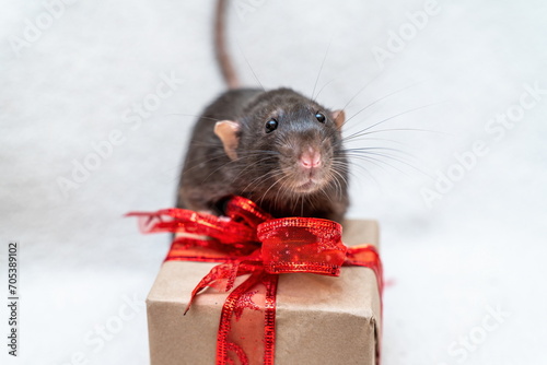 Black rat gift. Funny black rat Dumbo sits on a white carpet with a gift box with a red ribbon. Symbol of the Chinese New Year.