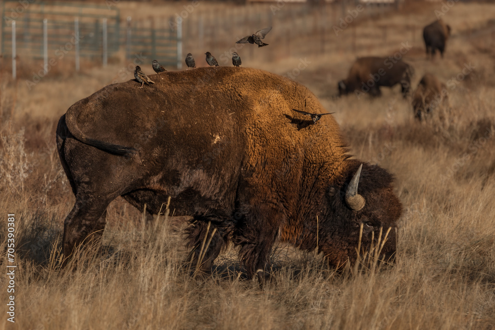 close-up of a wild bison in the landscapes of Colorado in the United States close-up of a wild bison in the landscapes of Colorado in the United States