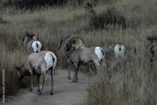 Fototapeta Naklejka Na Ścianę i Meble -  Bighorn sheep with vegetation in a National Park in Denver, Colorado.