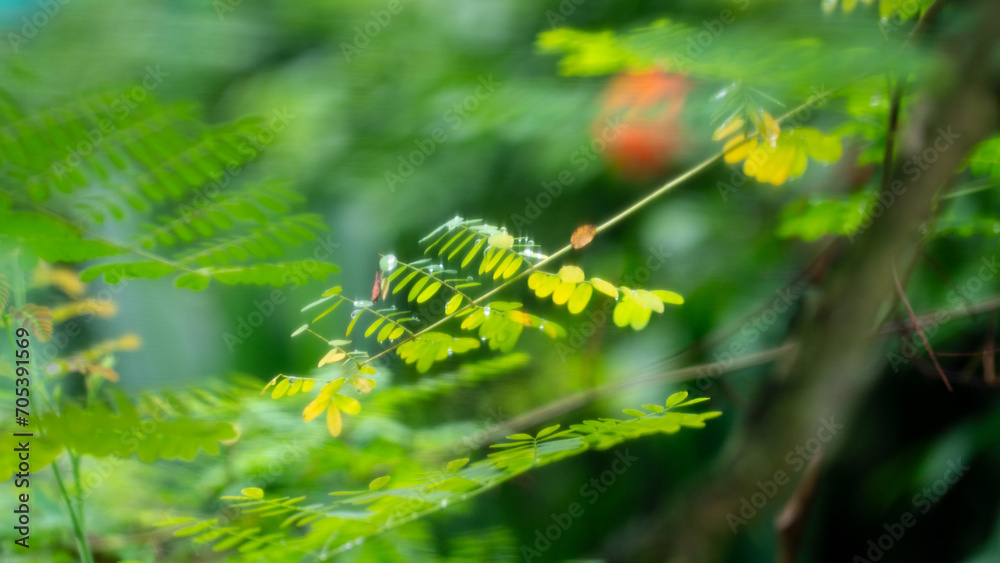 Green leaves soft focus nature background. Green leaves soft focus nature background.