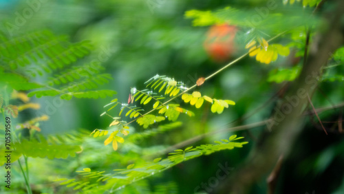 Green leaves soft focus nature background.
