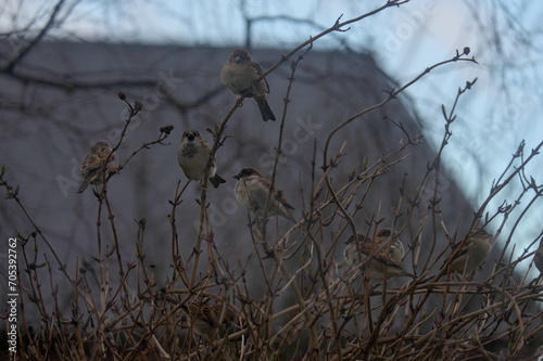 Winter House Sparrows Perched in a Leafless Tree Scene