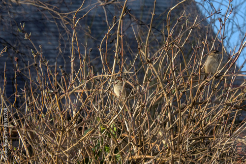 Winter House Sparrows Perched in a Charming Tree Scene