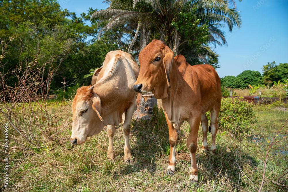A brown calf standing in a field, Cute young cow standing in the fields. A brown calf standing in a field, Cute young cow standing in the fields.