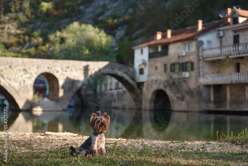 A small dog sits calmly by a river, an old stone bridge and houses in the background