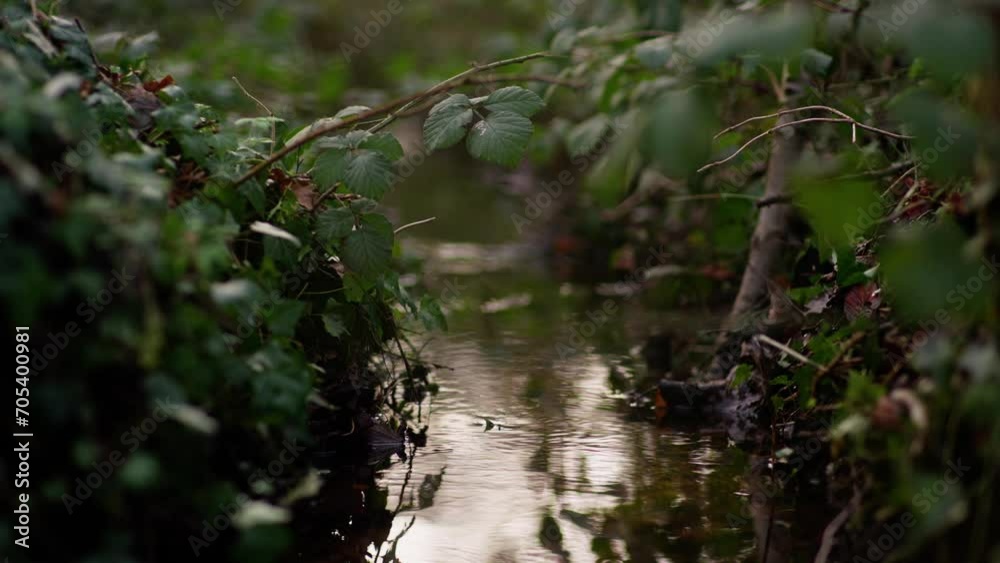 Green leafs moving in the wind, slowmotion in 4K