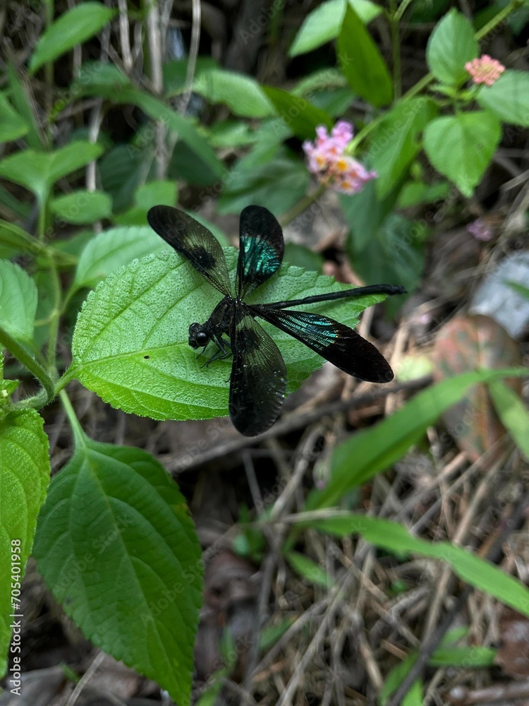 macro shots of beautiful dragonfly on a leaf. macro shots of beautiful dragonfly on a leaf.