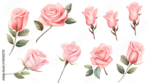 Watercolor elements pink roses on a white background