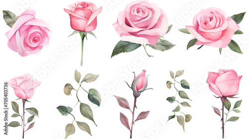 Watercolor elements pink roses on a white background #705403736