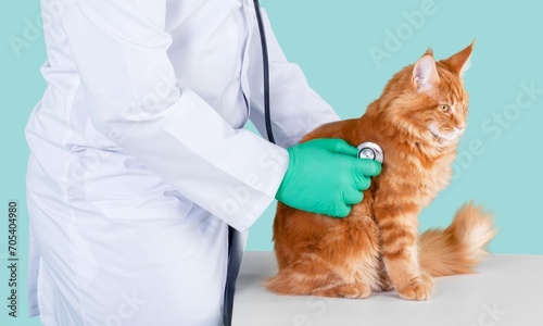 Cute young domestic cat examined by doctor.