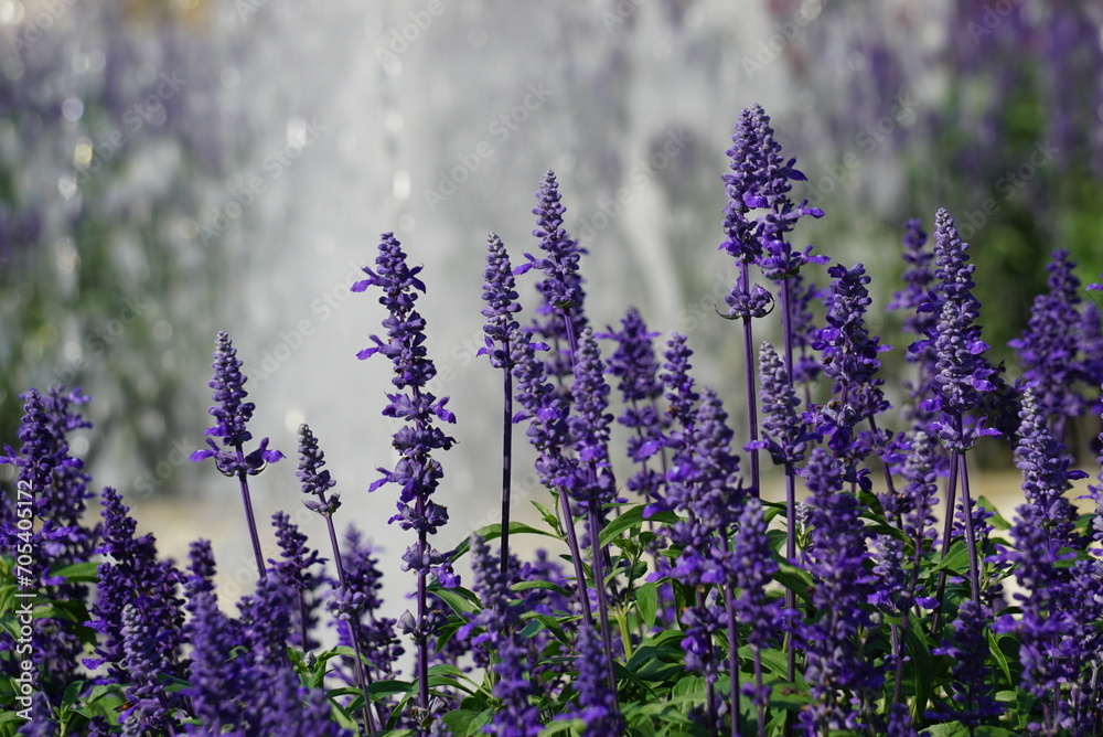 Obraz premium Beautiful purple flower background jpg.