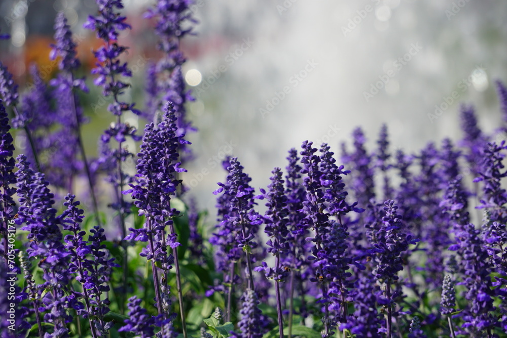 Obraz premium Beautiful purple flower background jpg.