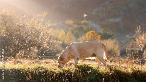 A Labrador Retriever dog forages in a sun-drenched meadow, morning light creating a serene scene photo