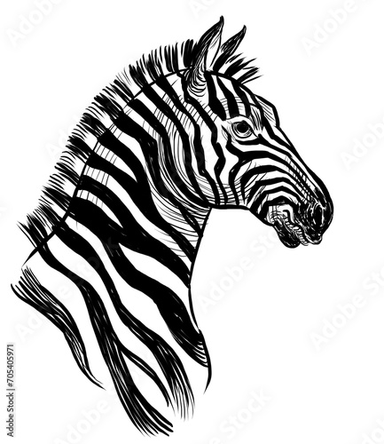 Zebra head. Hand-drawn black and white illustration