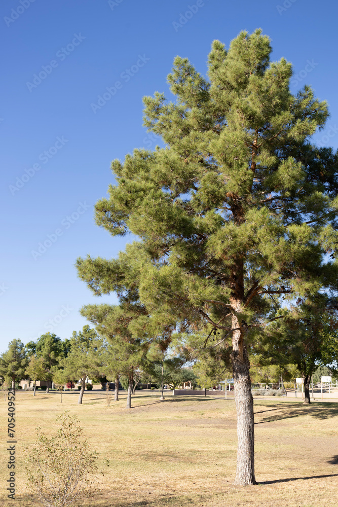 Pine trees and open grassy play fields in Dos Lagos Park, Glendale, Arizona Pine trees and open grassy play fields in Dos Lagos Park, Glendale, Arizona