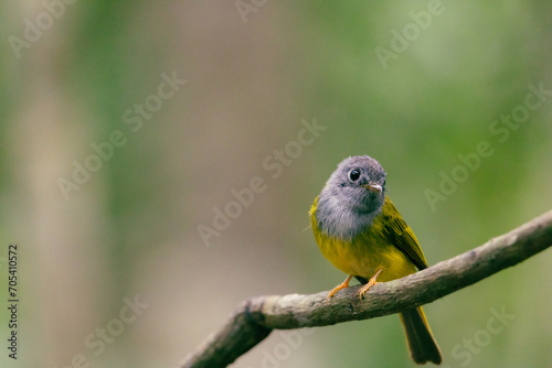 green winged macaw