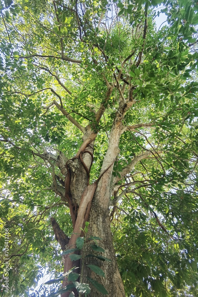 Fototapeta premium Landscape the big tree with nature background