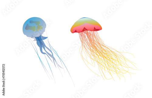 jellyfish