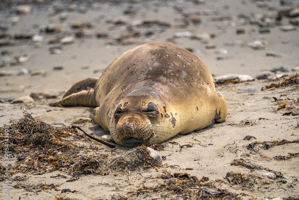 Obraz premium Elephant seal resting on the beach near the ocean.
