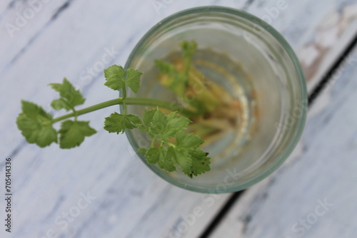 Sprouting celery in a glass filled with water on a table blur background

 photo