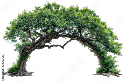 branches are arching gracefully to form a canopy that is dense with fresh green leaves