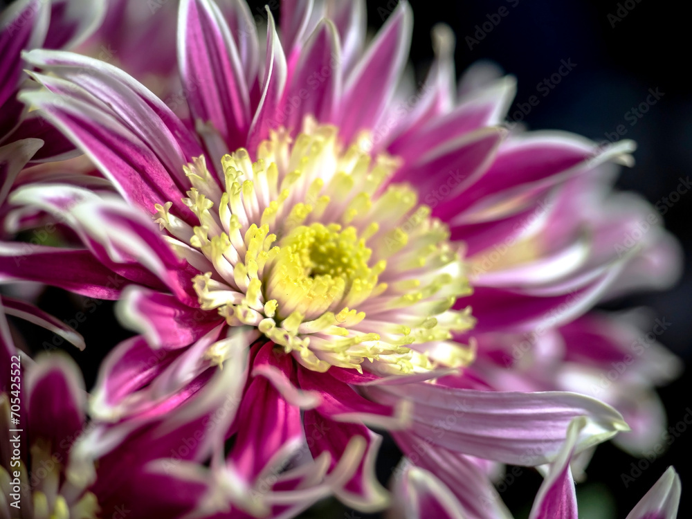 pink chrysanthemum flowers in a vase on the windowsill, soft focus pink chrysanthemum flowers in a vase on the windowsill, soft focus