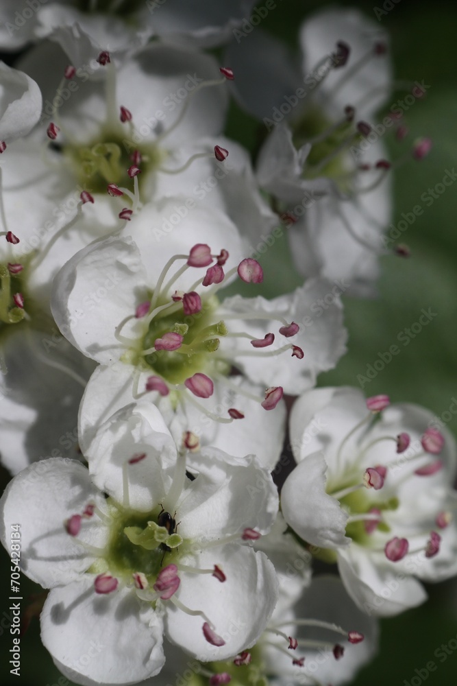 Blooming Blooming