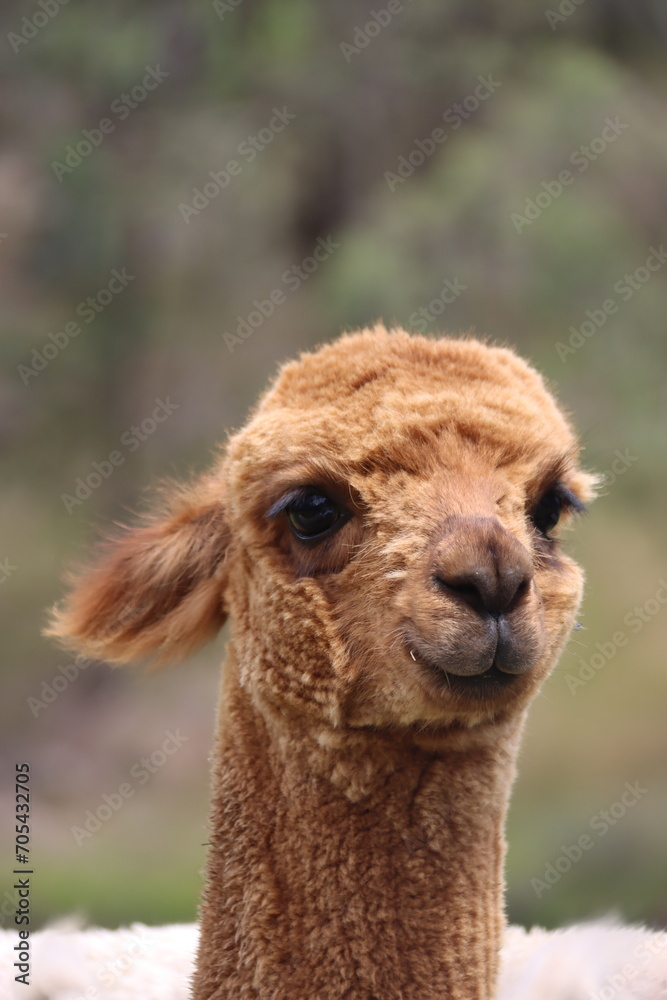 Head shot of Alpacas on farm in Australia