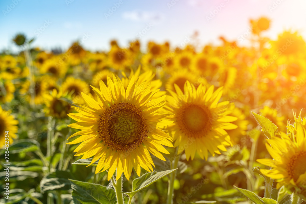 Sunflower flower on agriculture field, growing sunflower for production. Sunflower flower on agriculture field, growing sunflower for production.