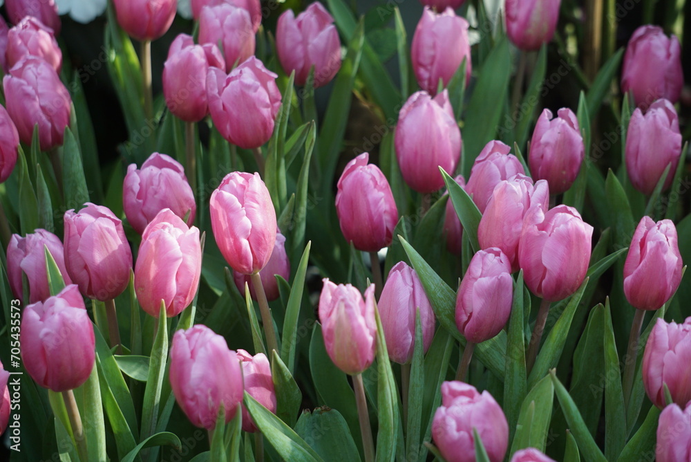 Beautiful pink and white tulips background jpg. Beautiful pink and white tulips background jpg.