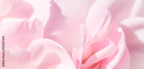 Fototapeta Naklejka Na Ścianę i Meble -  Pale pink rose flower. Macro flowers background for holiday design. Soft focus