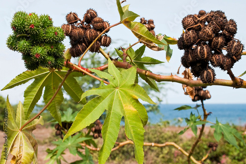 Photos Gros plan sur des feuilles et des capsules de ricin