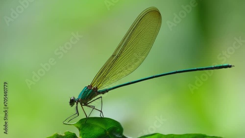 Camera zooms in revealing this damselfly on the leaf bouncing with some wind in the forest, Clear-winged Forest Glory, Vestalis gracilis, Thailand photo