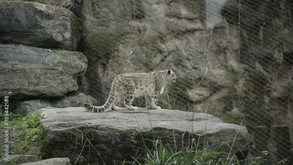 Snow Leopard standing on rock in zoological park.