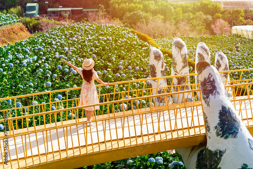 Young woman traveler enjoying with blooming hydrangeas garden in Dalat, Vietnam, Travel lifestyle concept