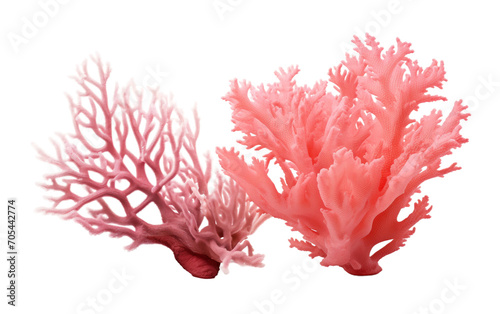 Discover the Secret Charms of Coral Beauty Isolated on Transparent Background PNG.