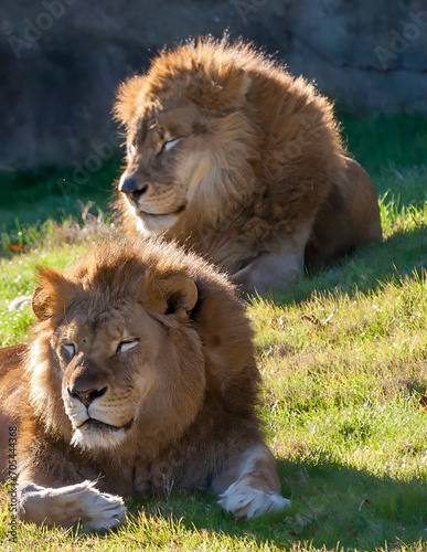 Two lions 3