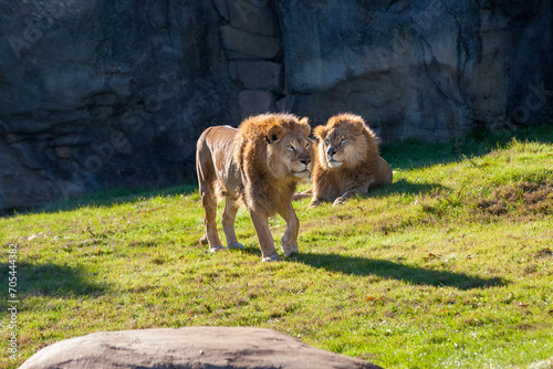 Two lions 2