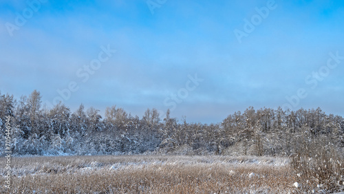 Wallpaper Mural Landscape with winter forest covered with snow and frost. Torontodigital.ca