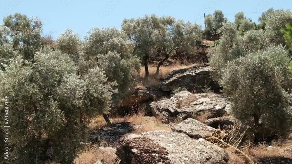 Olive Trees Garden, Mediterranean old olive field. Mugla olive grove, Turkey Olive Trees Garden, Mediterranean old olive field. Mugla olive grove, Turkey