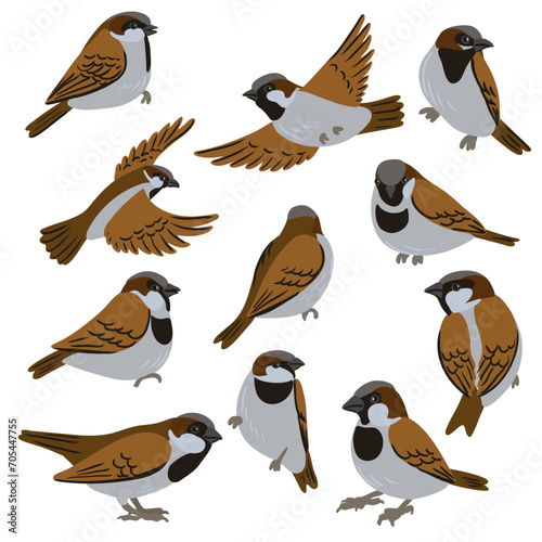vector drawing birds, hand drawn house sparrow s, isolated nature design elements photo