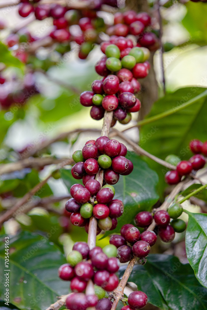 organic arabica coffee beans agriculturist in farm.harvesting Robusta and arabica coffee berries by agriculturist hands,Worker Harvest arabica coffee berries on its branch, harvest concept. organic arabica coffee beans agriculturist in farm.harvesting Robusta and arabica coffee berries by agriculturist hands,Worker Harvest arabica coffee berries on its branch, harvest concept.