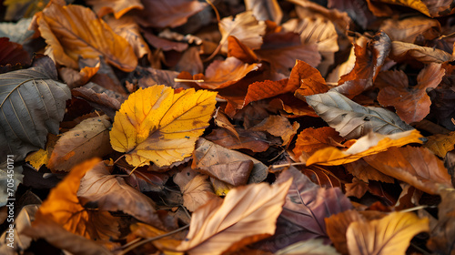 autumn leaves on the ground © sam
